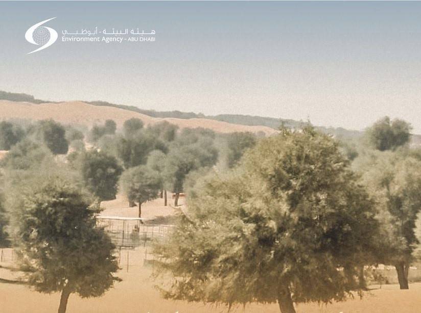 زراعة الأشجار في أبوظبي