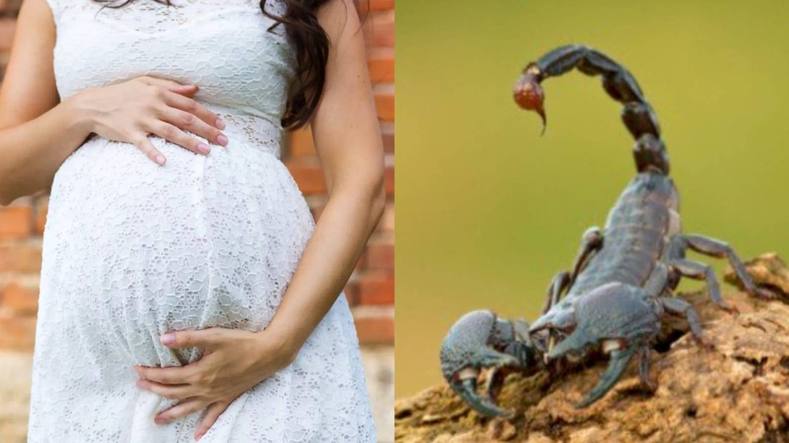 امتحانات الثانوية في الأردن.. عقرب يلدغ طالباً وأخرى يفاجئها مخاض الولادة