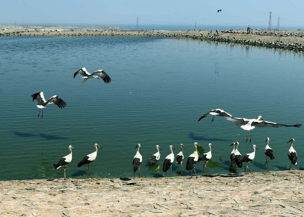 مصر تدعو لاعتماد نموذج عربي للسياحة البيئية