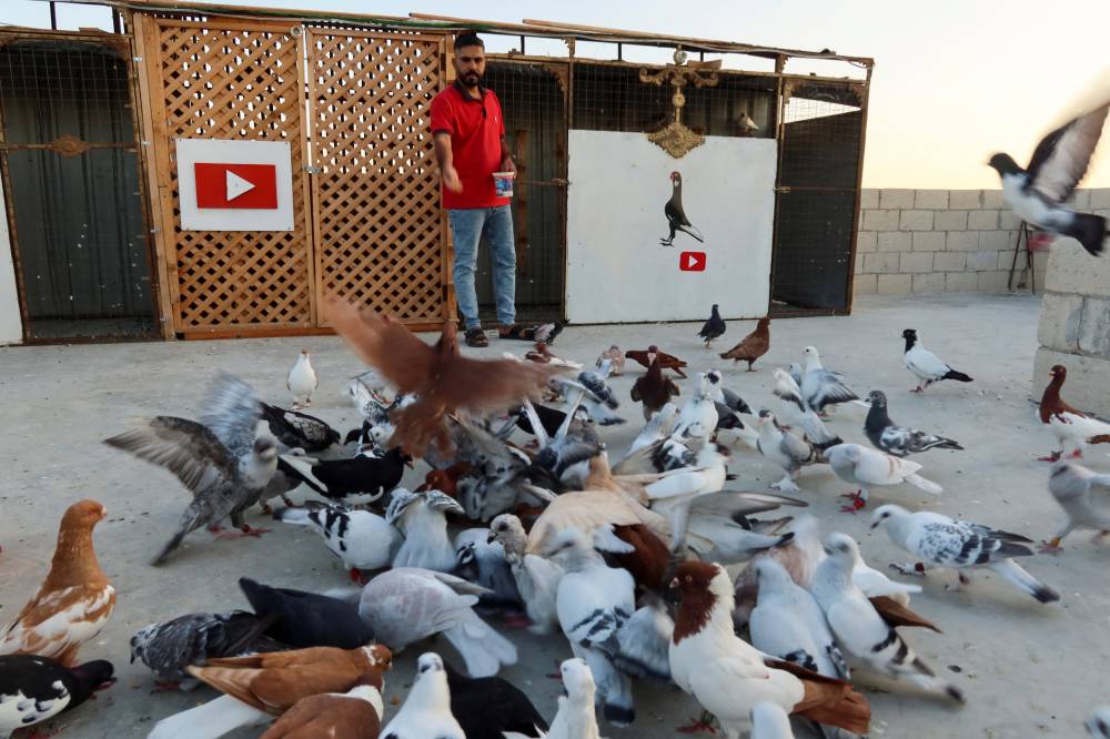 عادل محمود يطعم الحمام (رويترز)