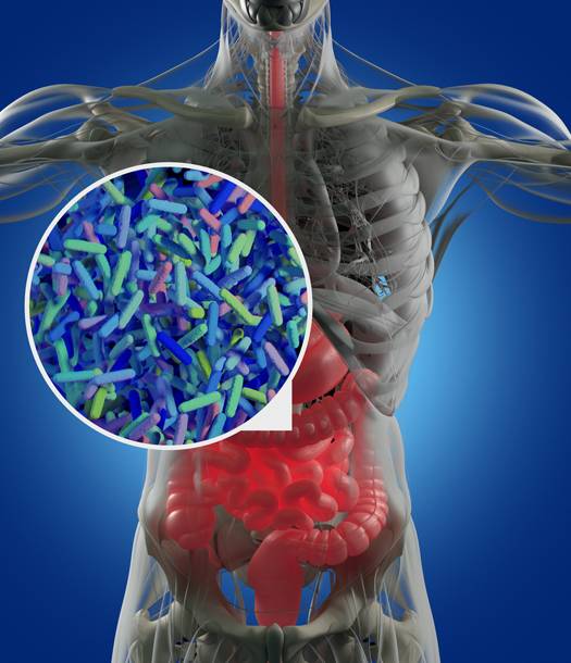 اكتشاف علاقة بين ميكروبيوم الأمعاء وكثافة العظام
