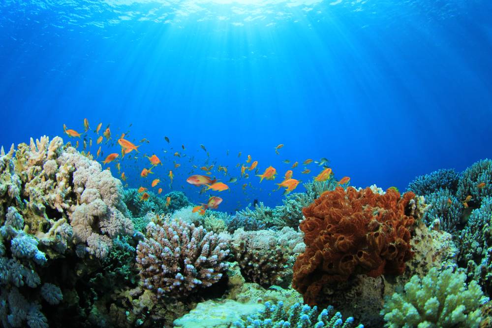 Coral Reef and Tropical Fish in Sunlight
