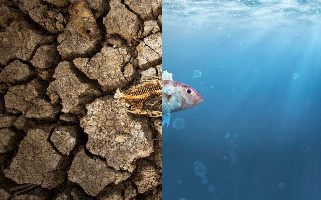  تغير المناخ سبب لخطر انقراض البرمائيات