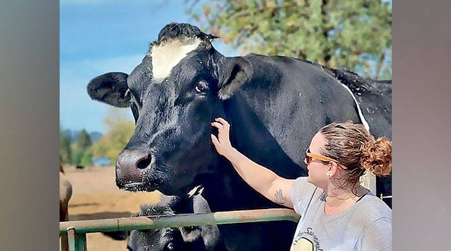  طبيبة بيطرية تفحص الثور 