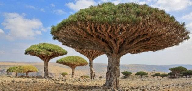 شجرة دم التنين 