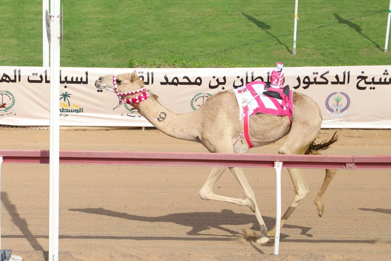 «الشرتا» تفوز بكأس حاكم الشارقة لسباقات الهجن