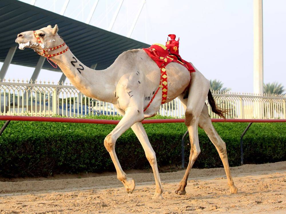 من منافسات السباق