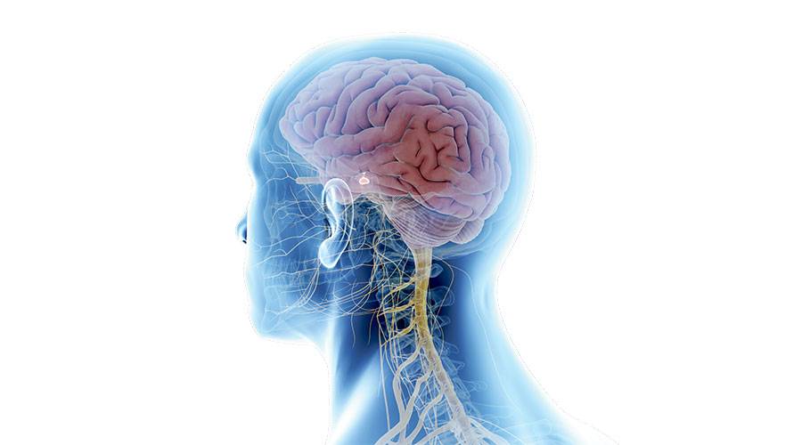 «النخامية».. مايسترو الغدد الصماء