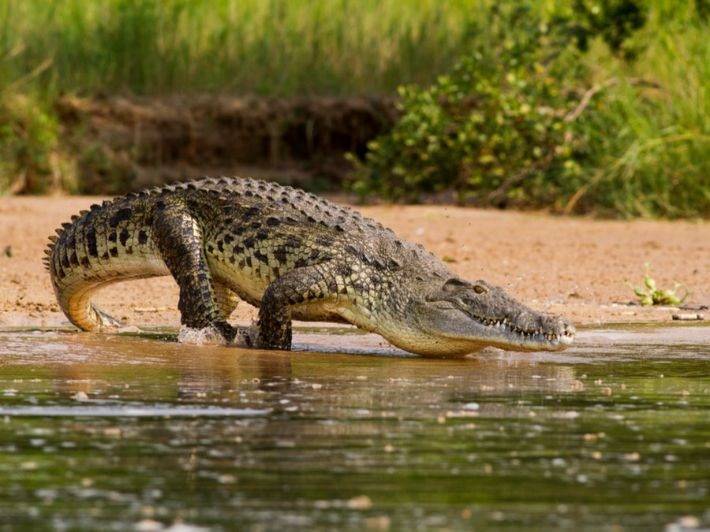 ظهور التماسيح في دلتا مصر.. حقيقة أم شائعة؟
