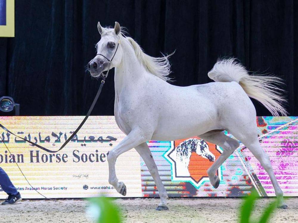 إحدى المهرات تستعرض جمالها