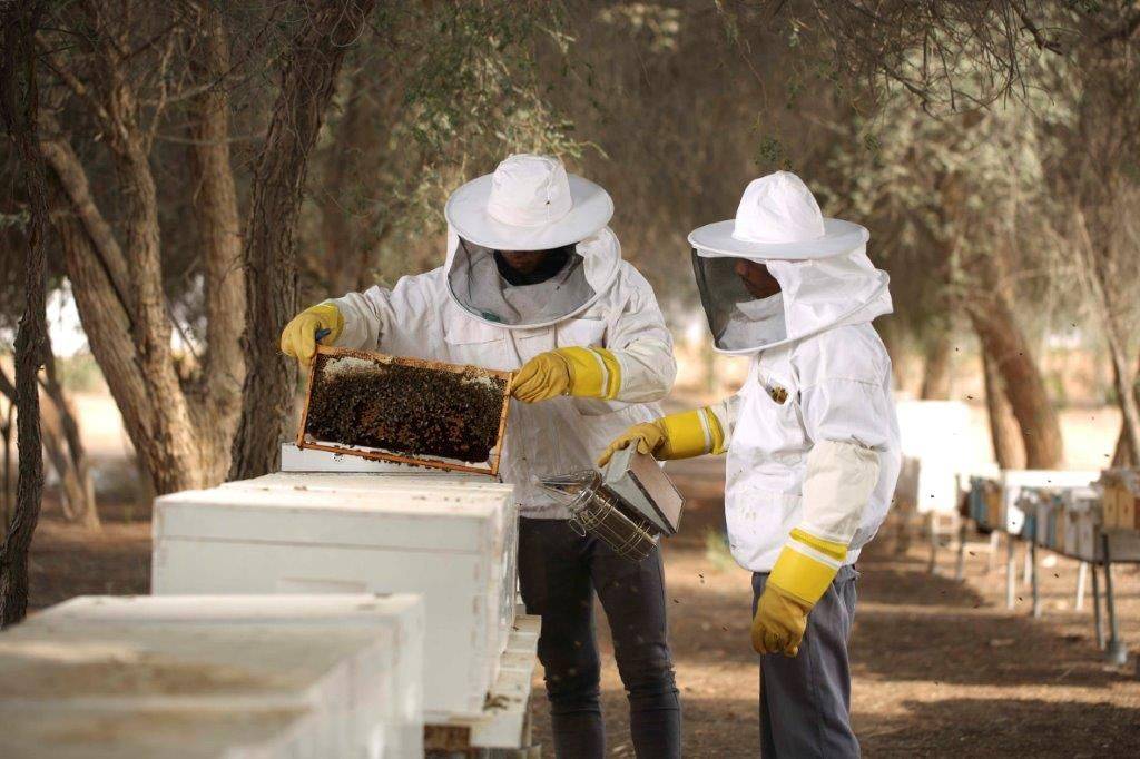 تربية النحل في الإمارات.. مبادرات طموحة لتعزيز الأمن الغذائي
