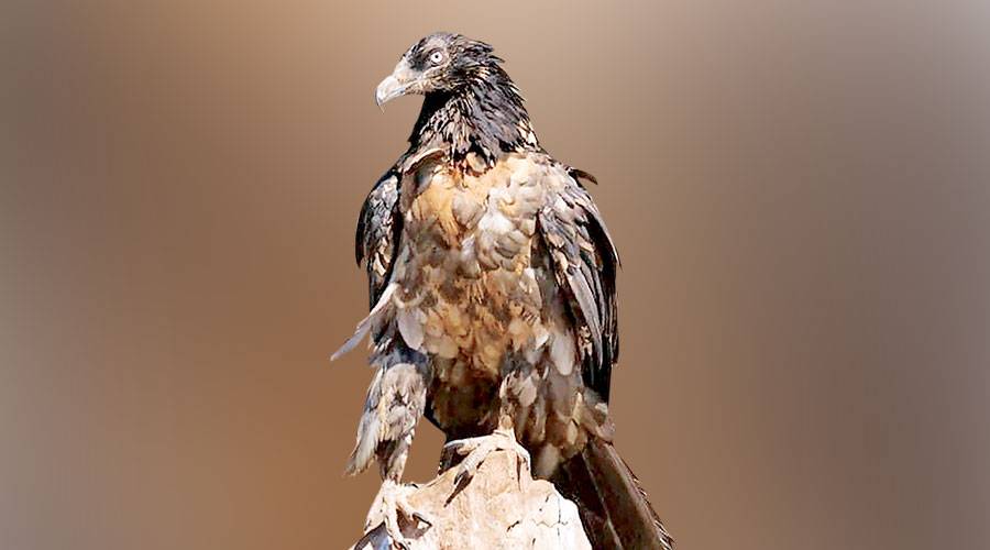 محميات البحر الأحمر سحر الطبيعة ومقصد المغامرين