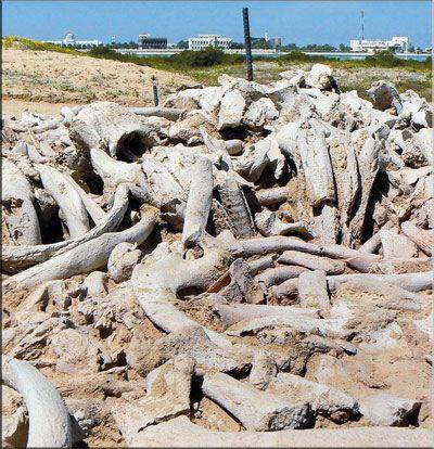 بقايا عظام أبقار البحر