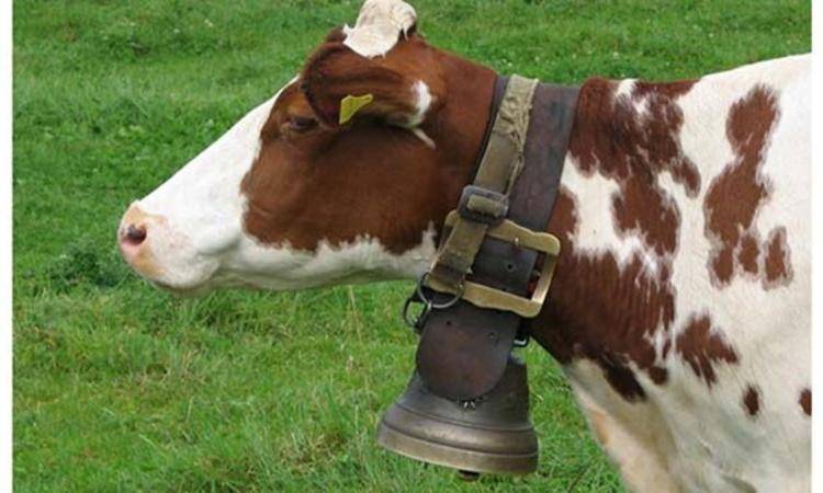 جدل حول أجراس الأبقار في الريف السويسري