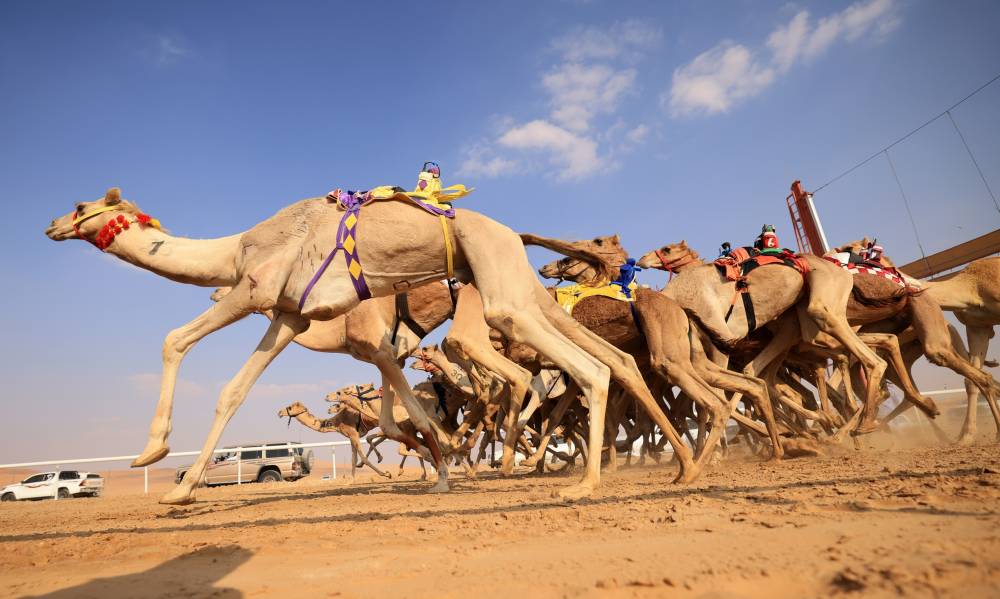 من منافسات الهجن