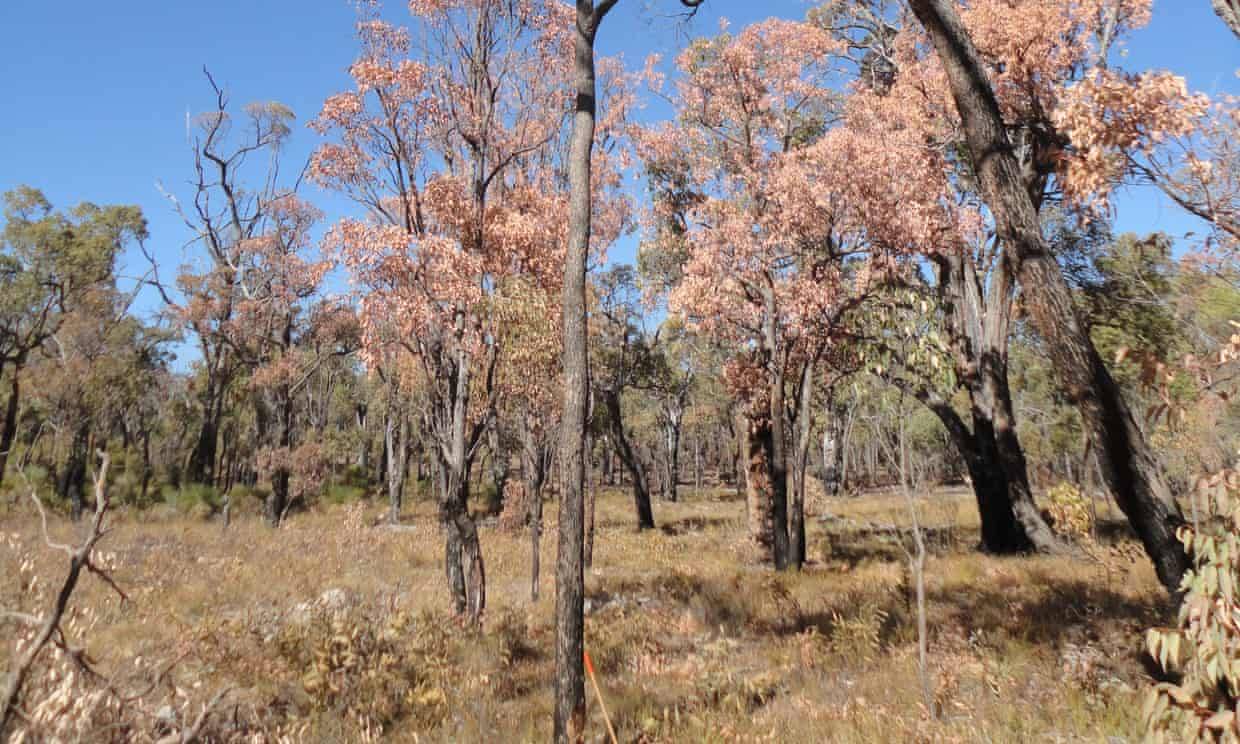 أستراليا تنقذ 20 ألف كيلو من الغابات