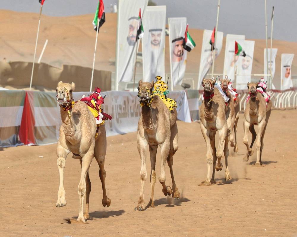 منافسة مثيرة بين الهجن