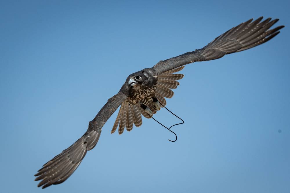 جانب من المنافسات