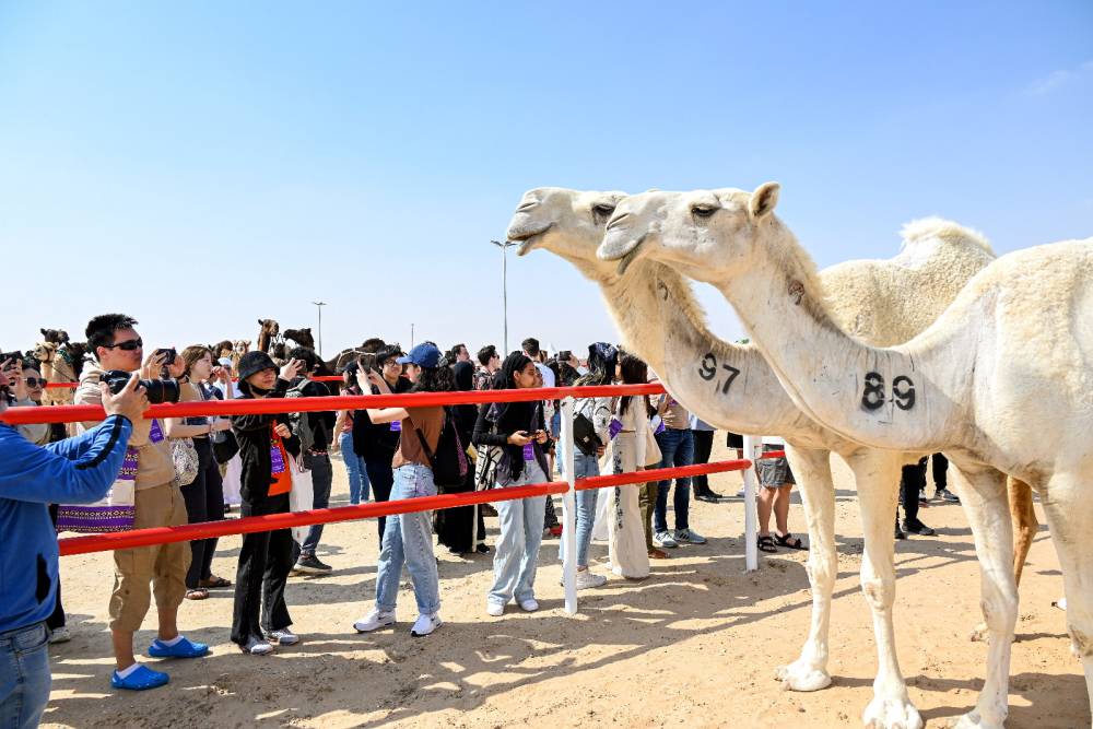 مزاينة الإبل في مهرجان الظفرة 