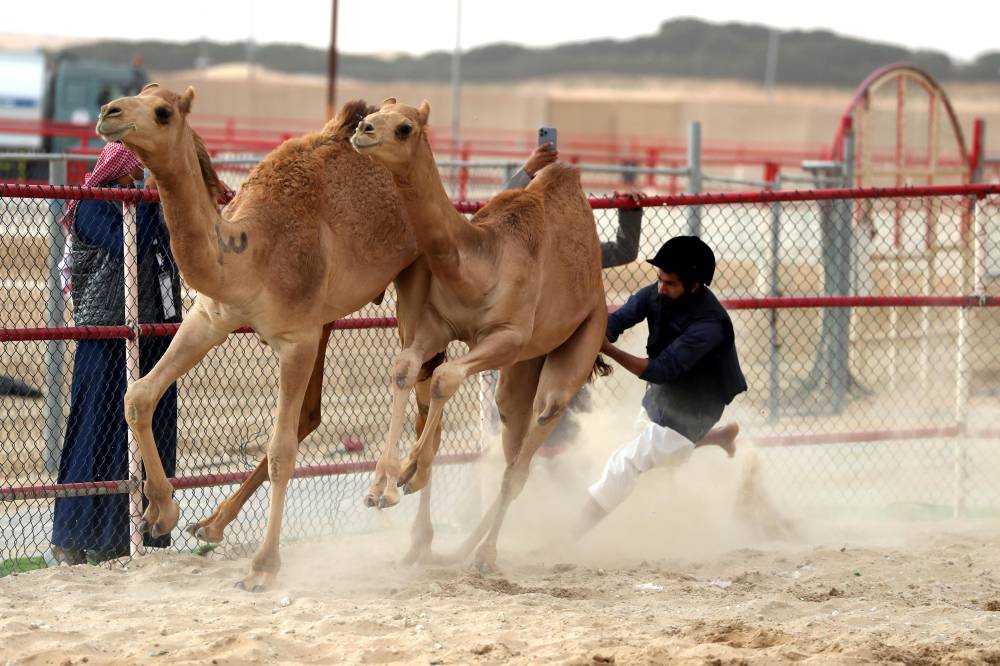 خلال منافسات «انسف القعود» في مسابقات مهرجان الظفرة