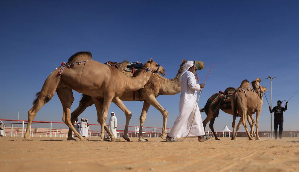 جانب من دخول الإبل