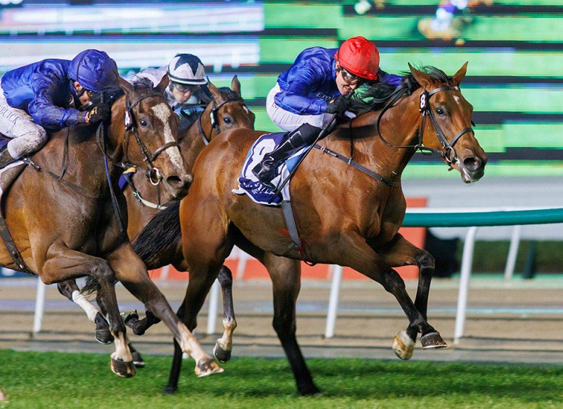 خيول جودلفين تتطلع للتألق 