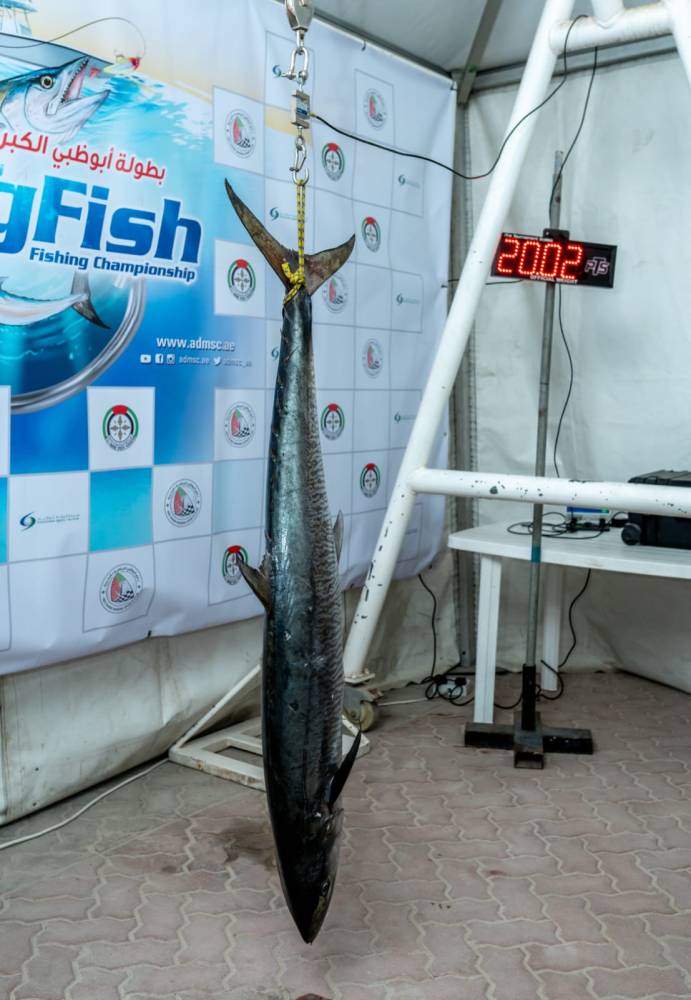 عرض سمكة كبيرة تم اصطيادها