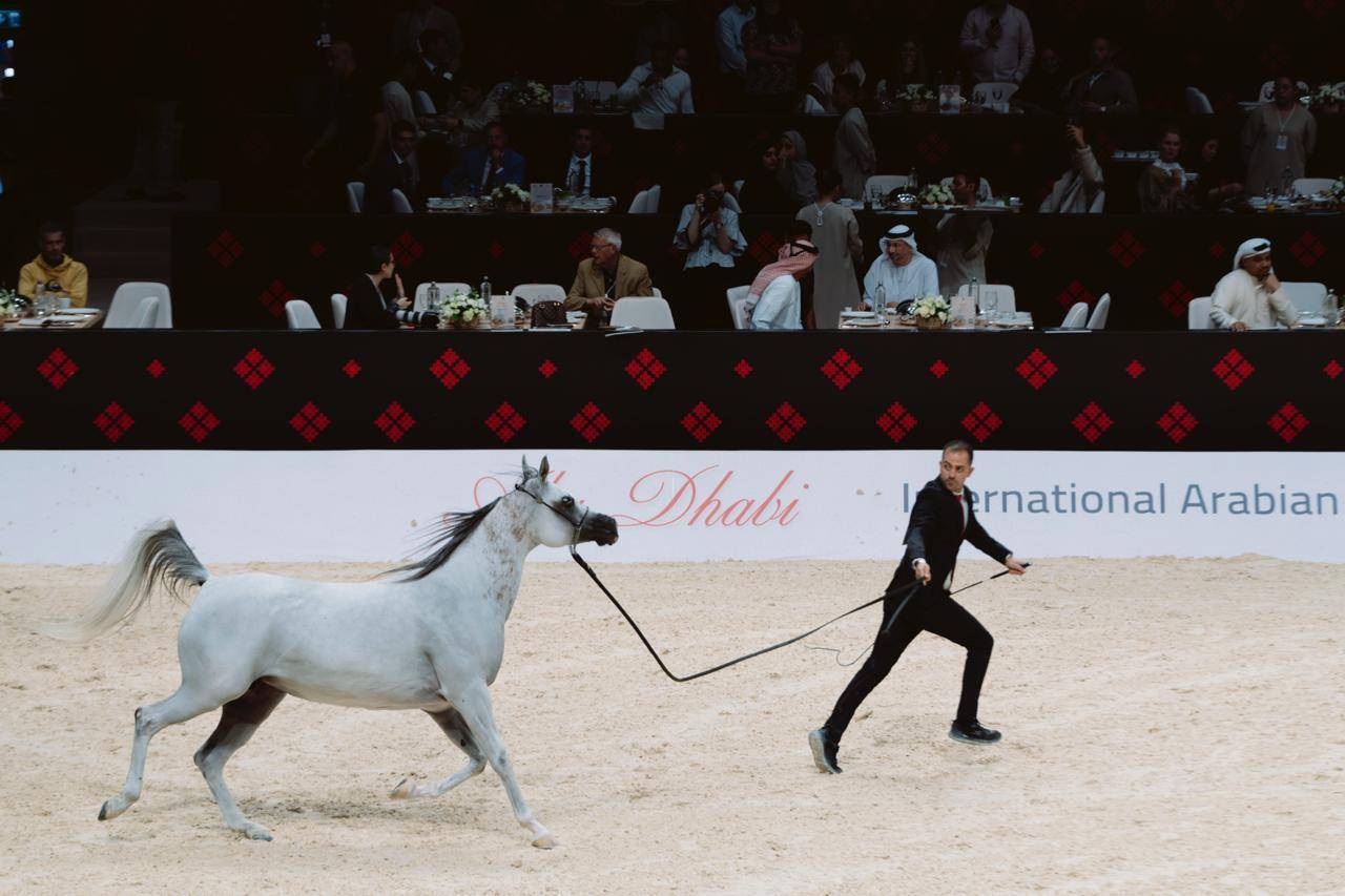  خيول الإمارات تواصل تألقها في دولية أبوظبي.. و«ع ج كية» تحقق أعلى معدل 