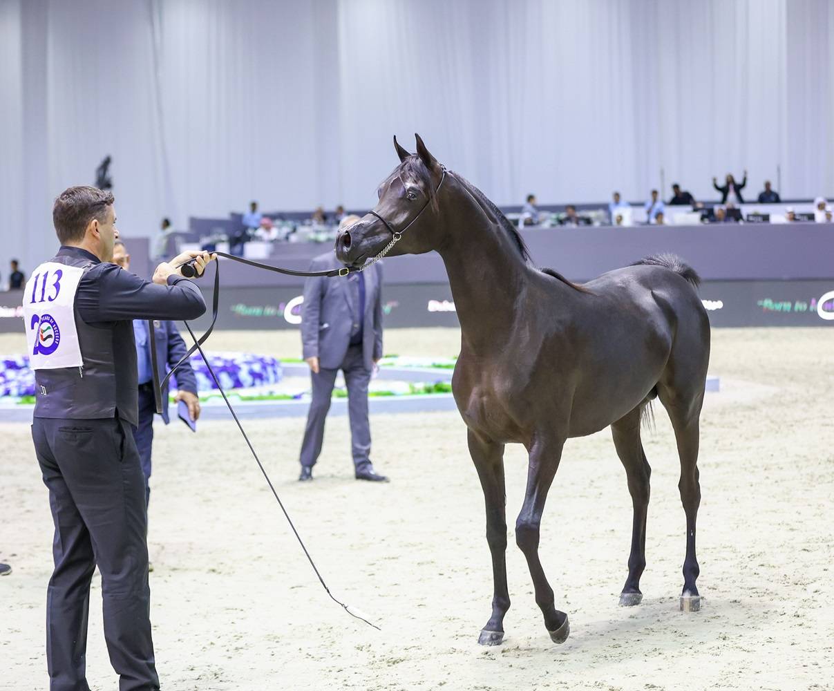فعاليات ترفيهية وتجارب عائلية على هامش بطولة دبي الدولية للجواد العربي