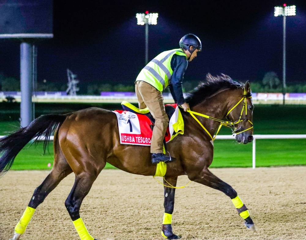 جانب من تدريبات أحد الخيول المشاركة في مضمار ميدان