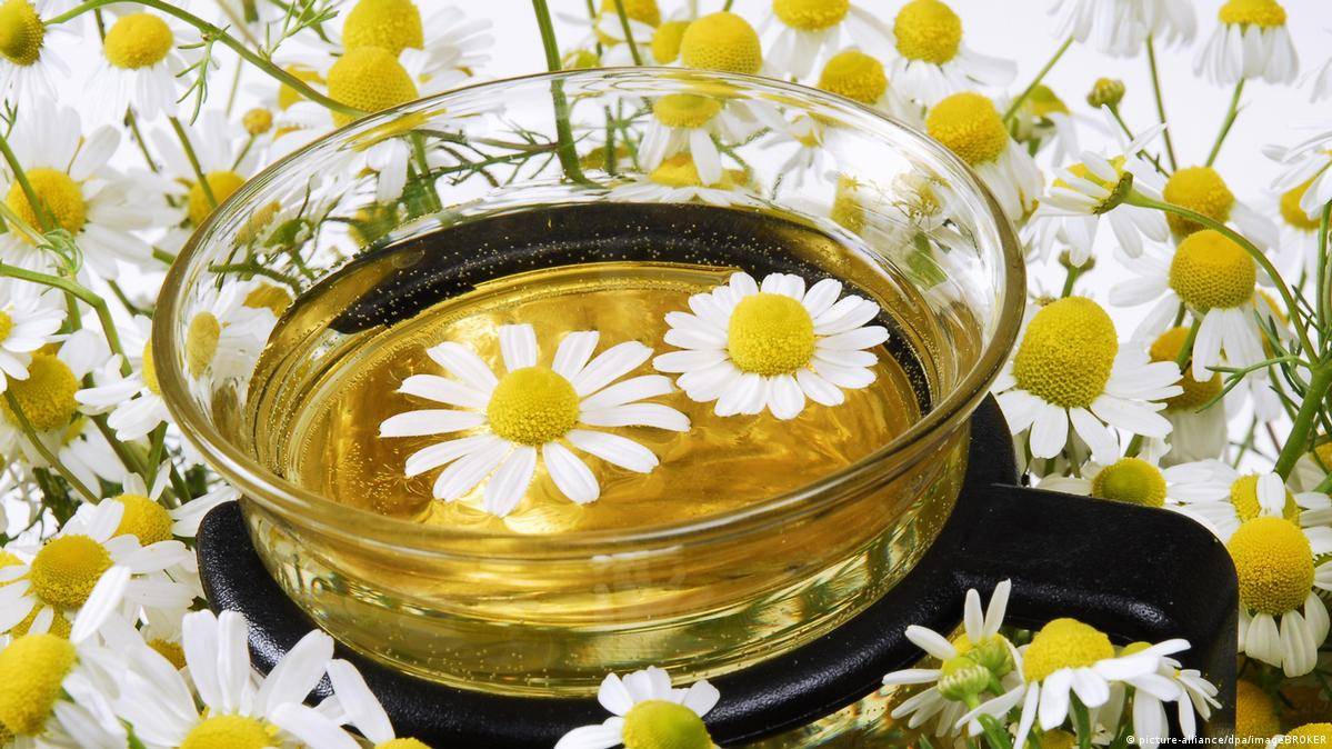 عشبة البابونج 