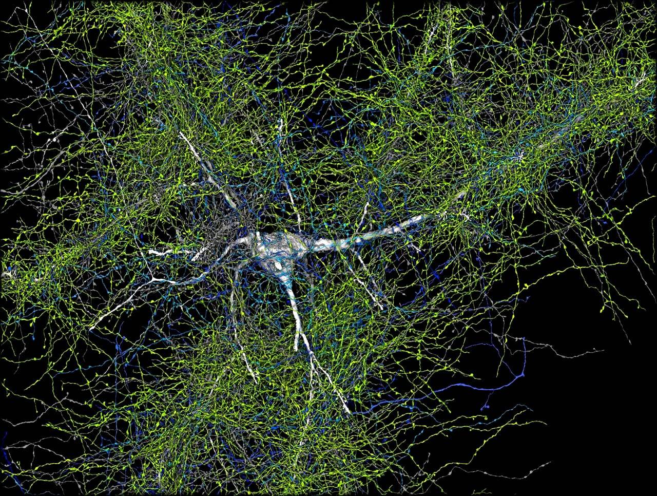 الكشف عن الخريطة الأكثر تفصيلاً للدماغ البشري