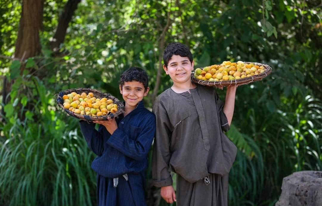 قرية العمار المصرية تشتهر بإنتاج المشمش 