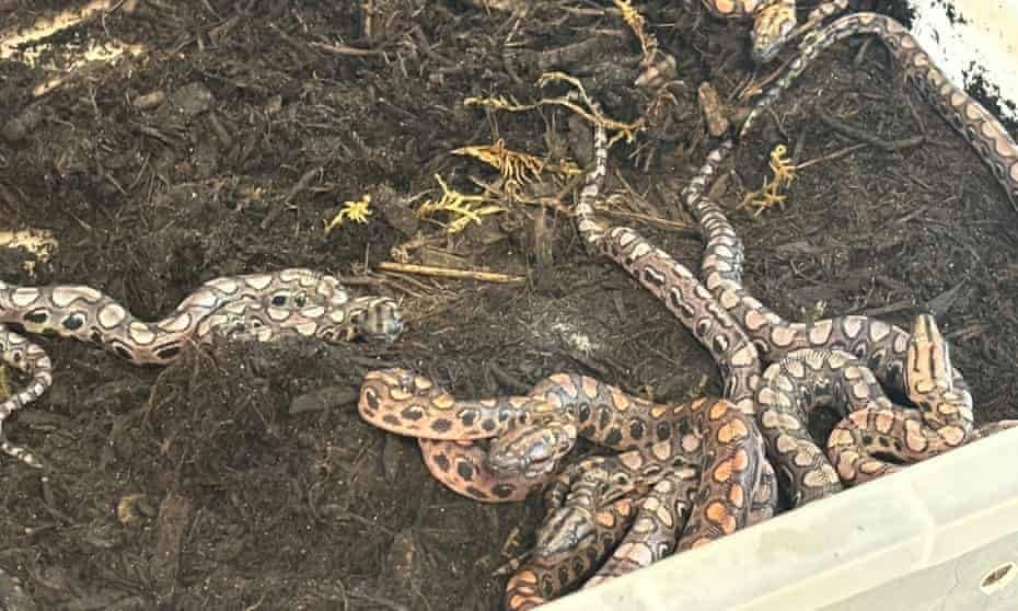 في ولادة نادرة.. ثعبان «ذكر» ينجب 14 صغيراً