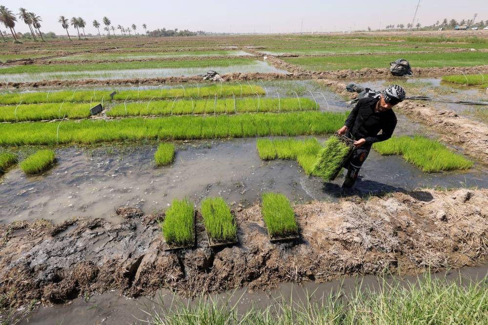مزارع يزرع الأرز في النجف بالعراق (رويترز) 