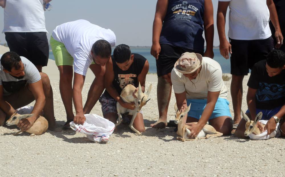 إطلاق مجموعة غزلان مهددة بالانقراض في جزيرة ليبية