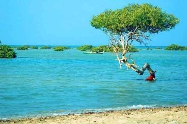 مصر تحمي سواحل البحر الأحمر بغابات المانجروف