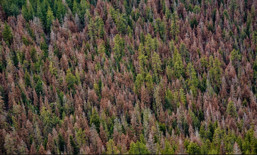 أشجار الصنوبر في فنلندا تذبل