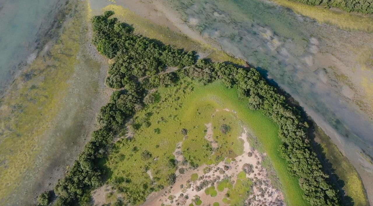 «كي بي إم جي»: الزراعة المستدامة تعزز الأمن الغذائي في الإمارات