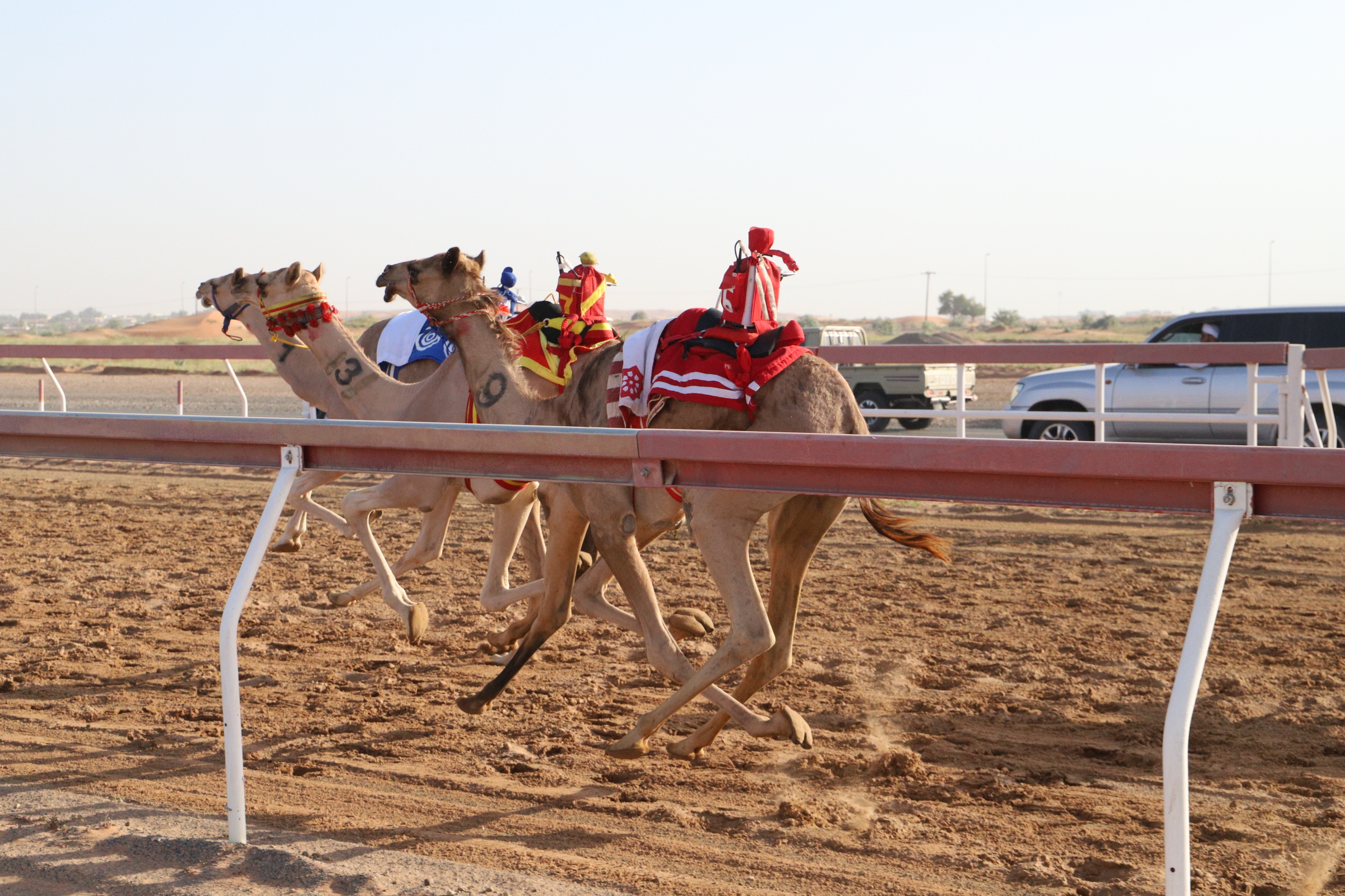 الشارقة للهجن ينظم سباق الفطامين احتفالاً باليوم الوطني