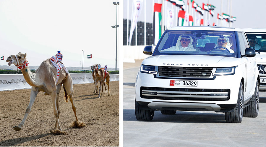 «الفايضة» تحلق بكأس ثنايا الأبكار في جائزة زايد للهجن