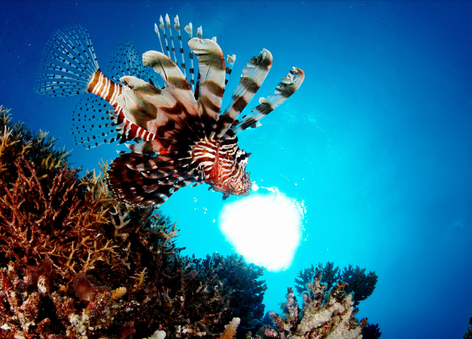 خريطة للأنواع البحرية بالحمض النووي البيئي