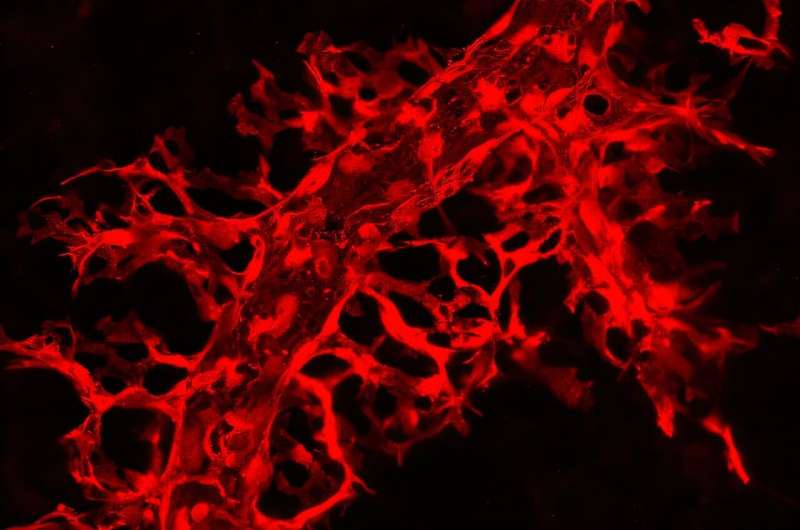 خلايا في الرئتين تصلح الأوعية الدموية