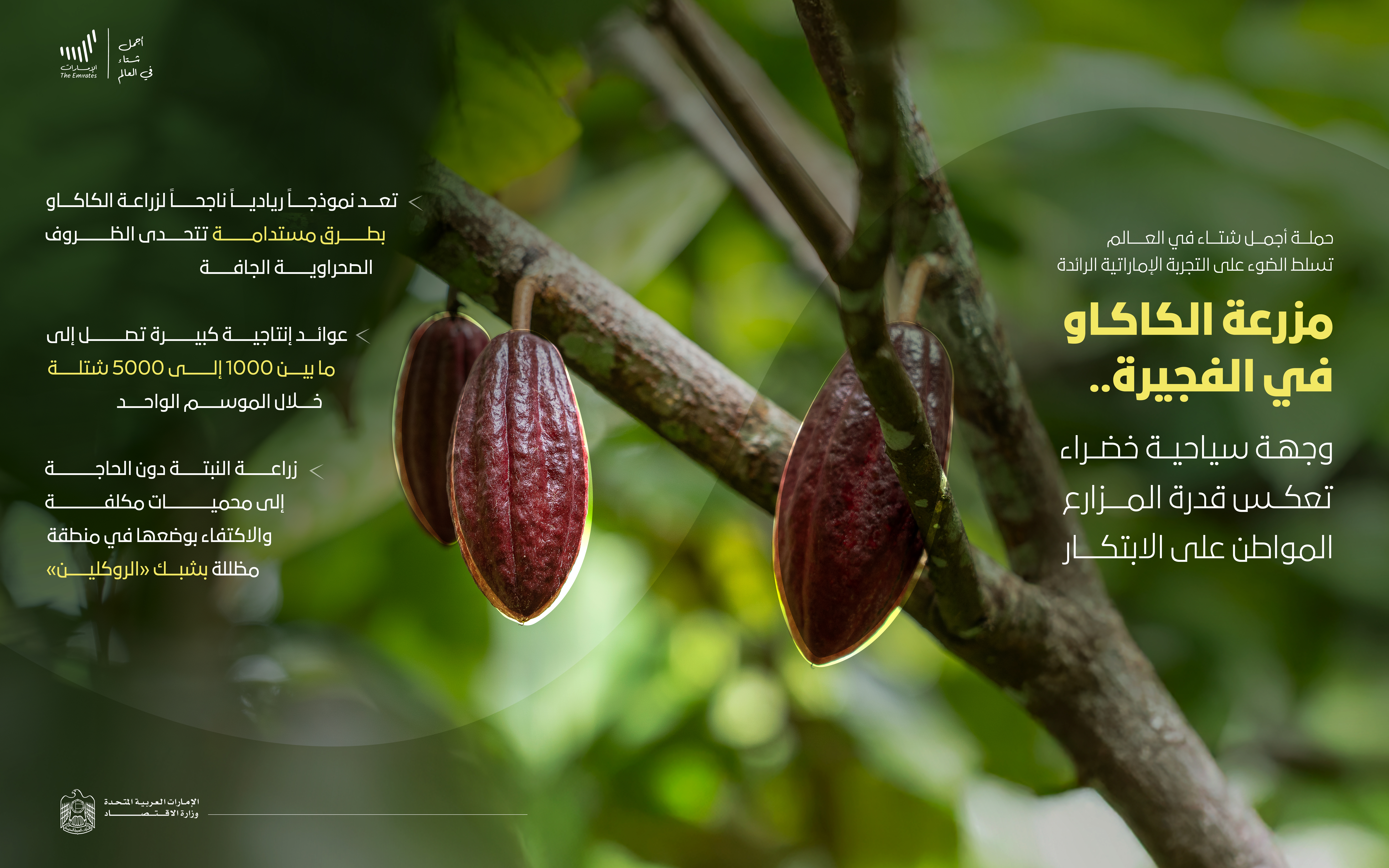 مزرعة الكاكاو بالفجيرة.. وجهة خضراء تعكس القدرة على الابتكار