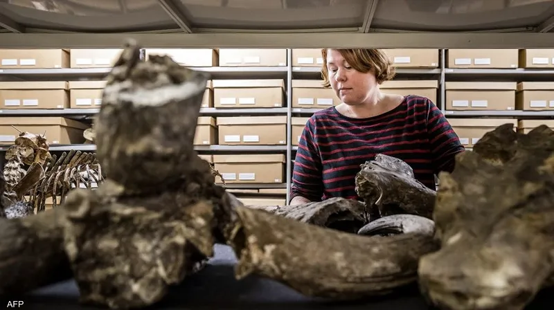 إندونيسيا تستعيد كنوزاً تراثية من هولندا