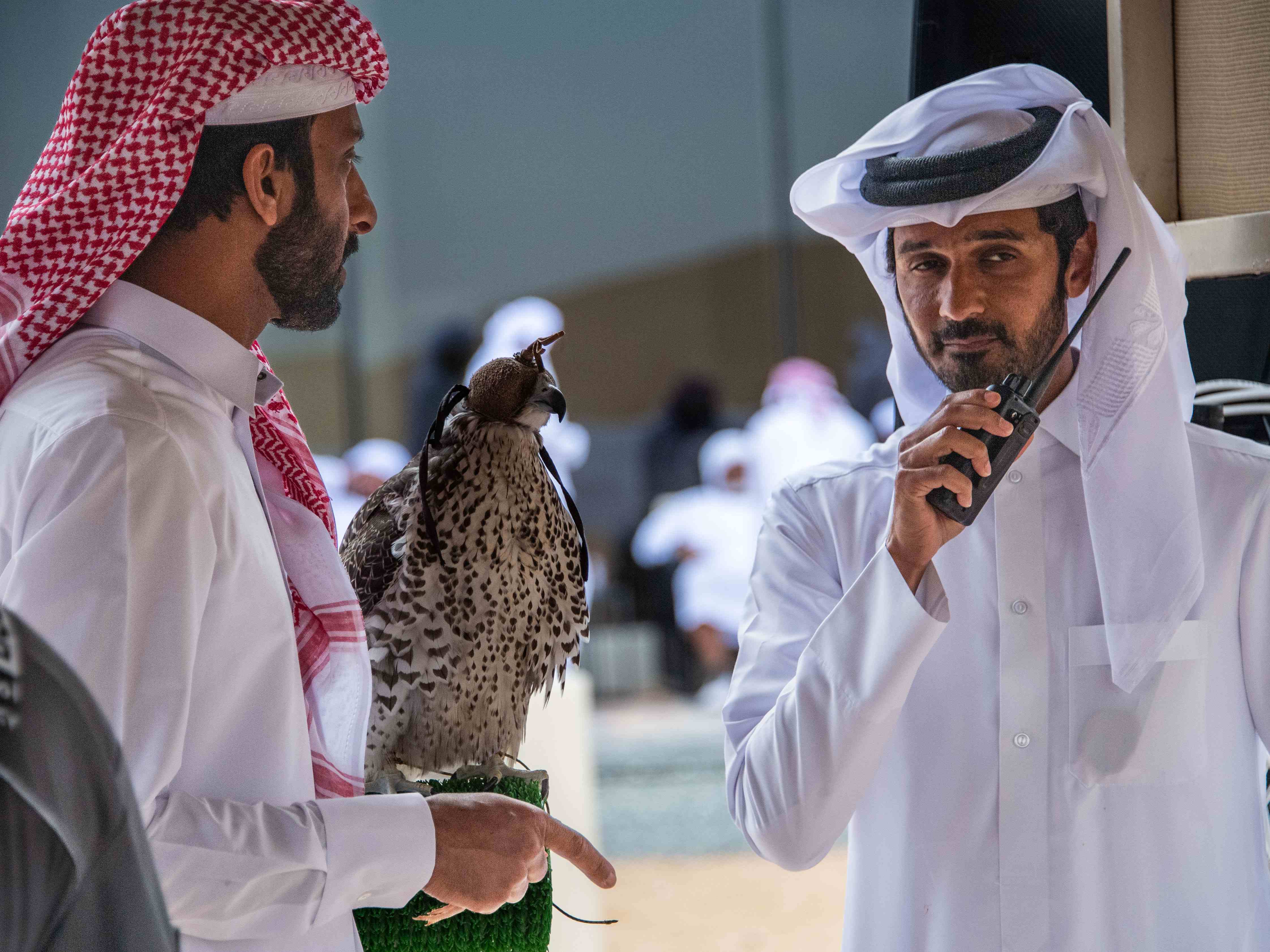 مشاركة واسعة في بطولة فزاع للصيد بالصقور