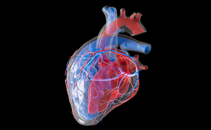 أنسجة القلب