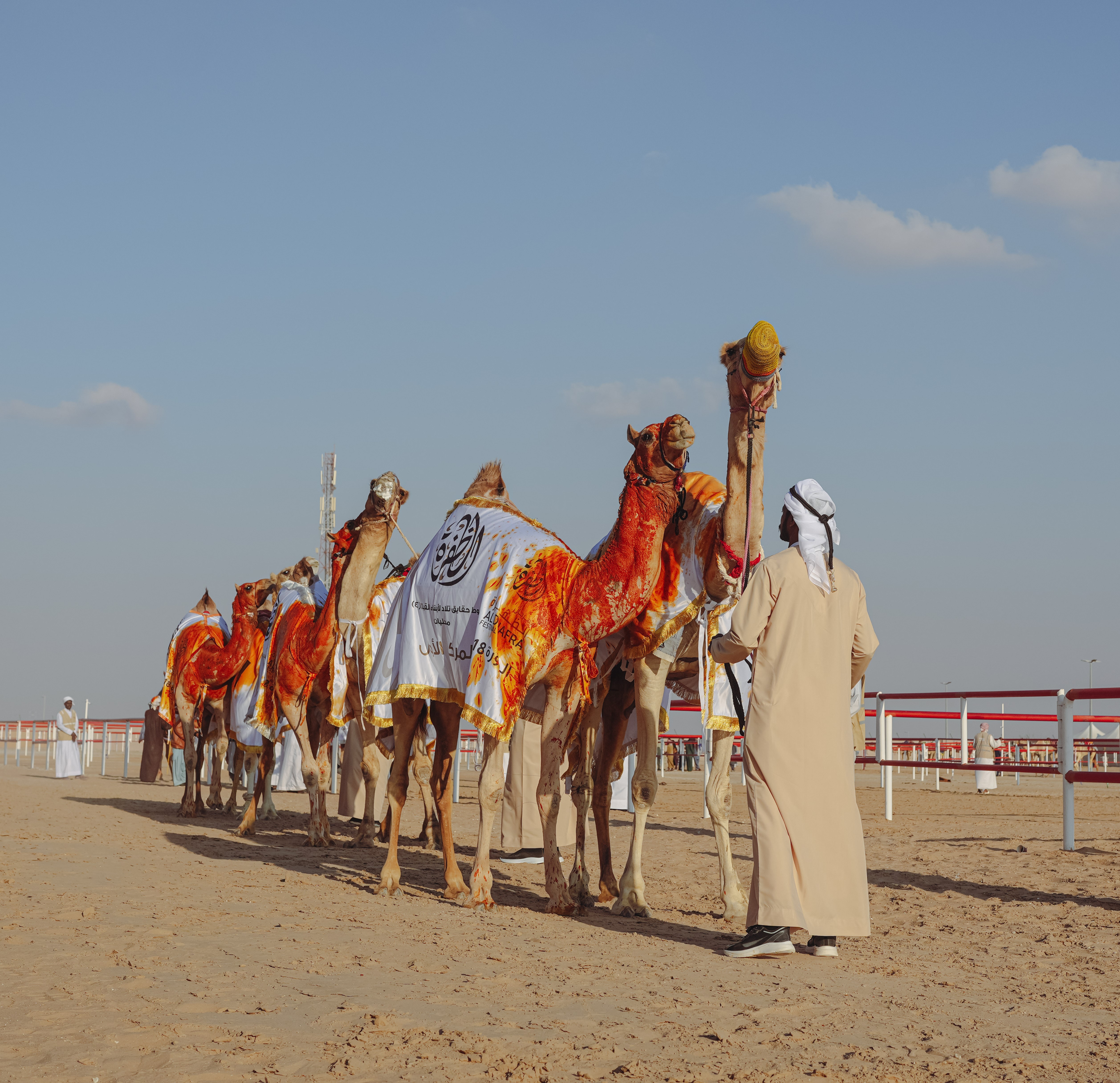 تخضيب الإبل الفائزة بالزعفران إرث إماراتي.. تعرفوا على القصة