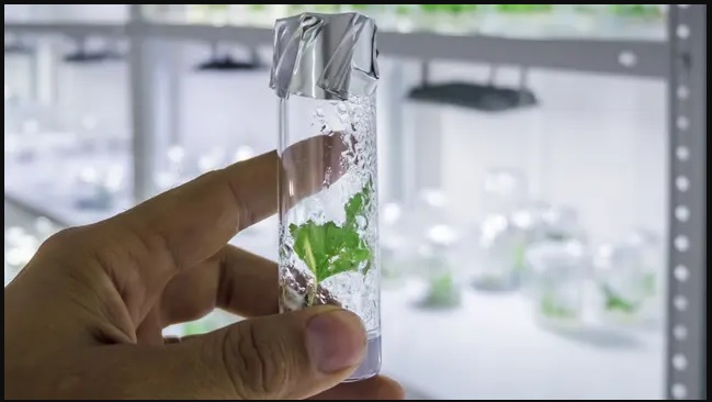 ورقة الشجر الاصطناعية