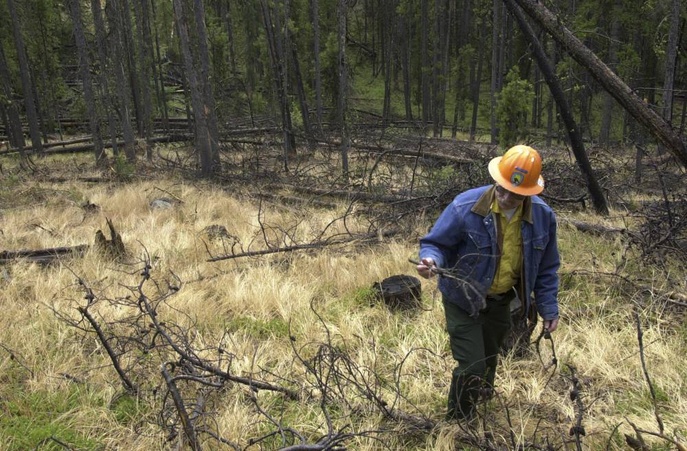 خبير بيئي يتفقد أشجاراً مقطوعة (أ.ب)